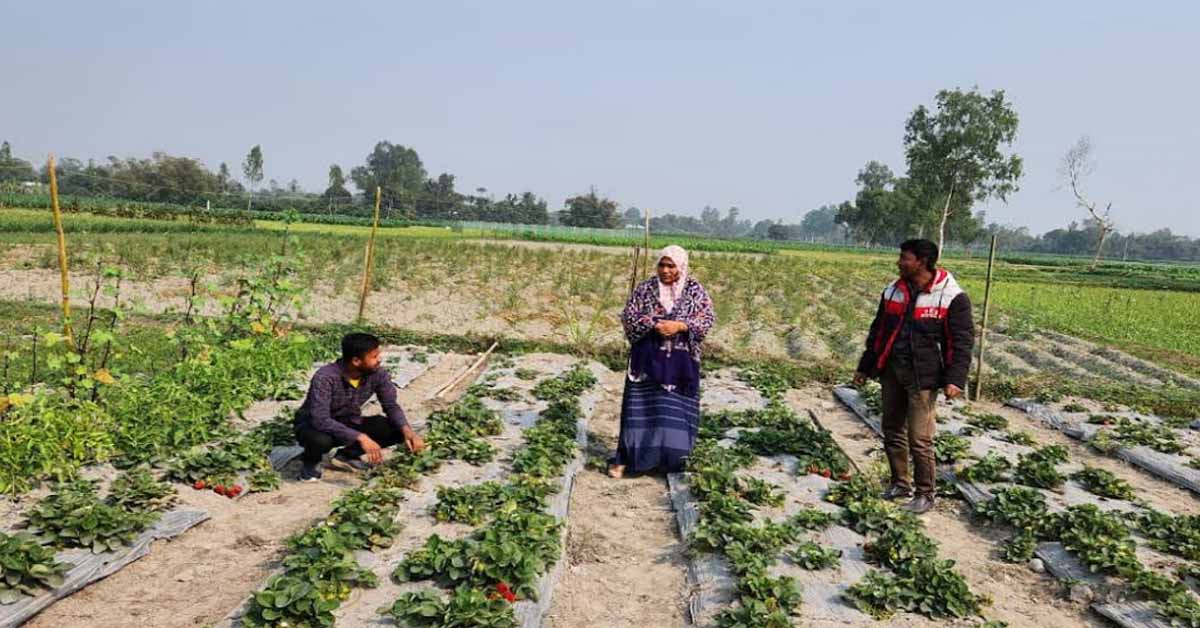 খানসামায় স্ট্রবেরি চাষ, ফলনও বাম্পার।