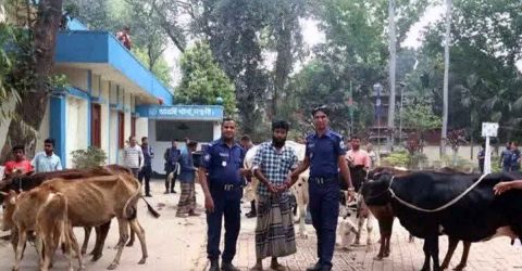 বগুড়া কাহালুতে বিএনপি নেতার গোয়াল ঘর থেকে চুরি হওয়া ১৩টি গরু উদ্ধার