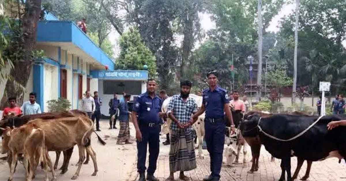 বগুড়া কাহালুতে বিএনপি নেতার গোয়াল ঘর থেকে চুরি হওয়া ১৩টি গরু উদ্ধার