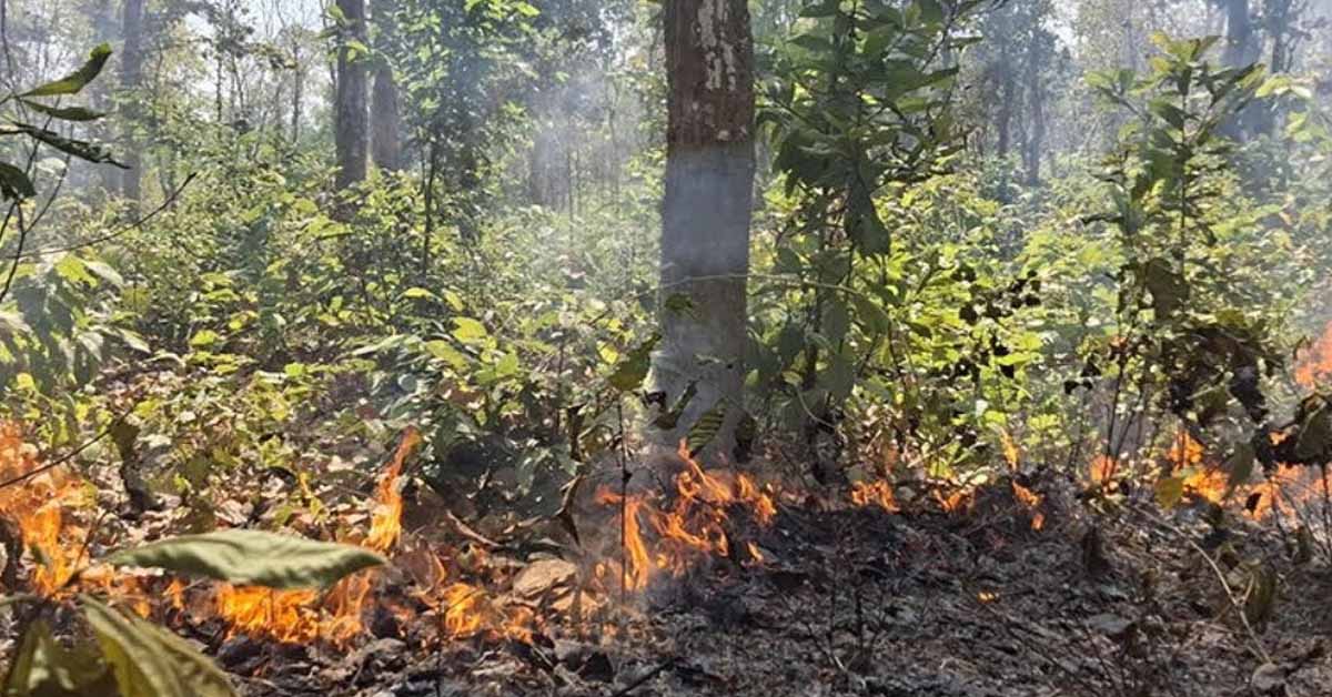 আগুনে পুড়ছে গারো পাহাড়, জীববৈচিত্র্য হুমকিতে