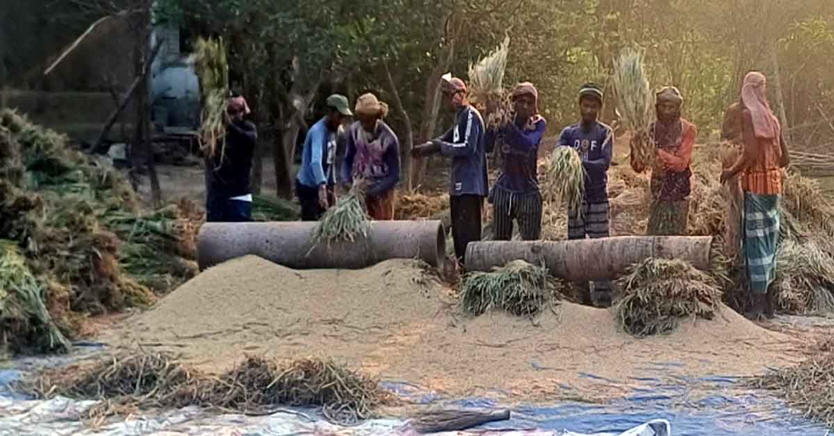 পহেলা বৈশাখে ঘরে উঠছে নতুন ধান, খুশিতে মাতোয়ারা কৃষকরা