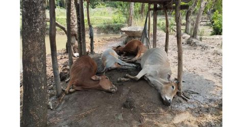 মনপুরায় বজ্রপাতে  আট গরুর মৃত্যু