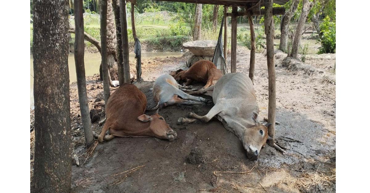 মনপুরায় বজ্রপাতে  আট গরুর মৃত্যু