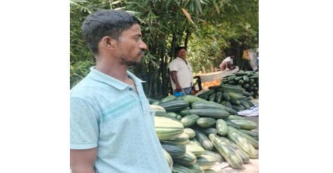 গোপালগঞ্জে বাঙ্গি (ফুটি)’র বাম্পার ফলনে কৃষকের আনন্দিত