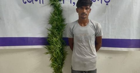 পঞ্চগড়ে গাঁজার গাছ ও ট্যাপেন্টাডলসহ মাদক ব্যবসায়ী আটক: জেলা গোয়েন্দা শাখার সফল অভিযান