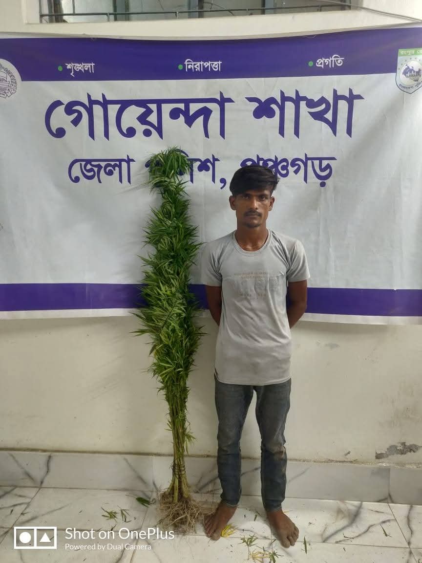 পঞ্চগড়ে গাঁজার গাছ ও ট্যাপেন্টাডলসহ মাদক ব্যবসায়ী আটক: জেলা গোয়েন্দা শাখার সফল অভিযান