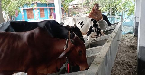 লালপুরে ৩১৫ কোটি টাকার কোরবানির পশু বিক্রির আশা