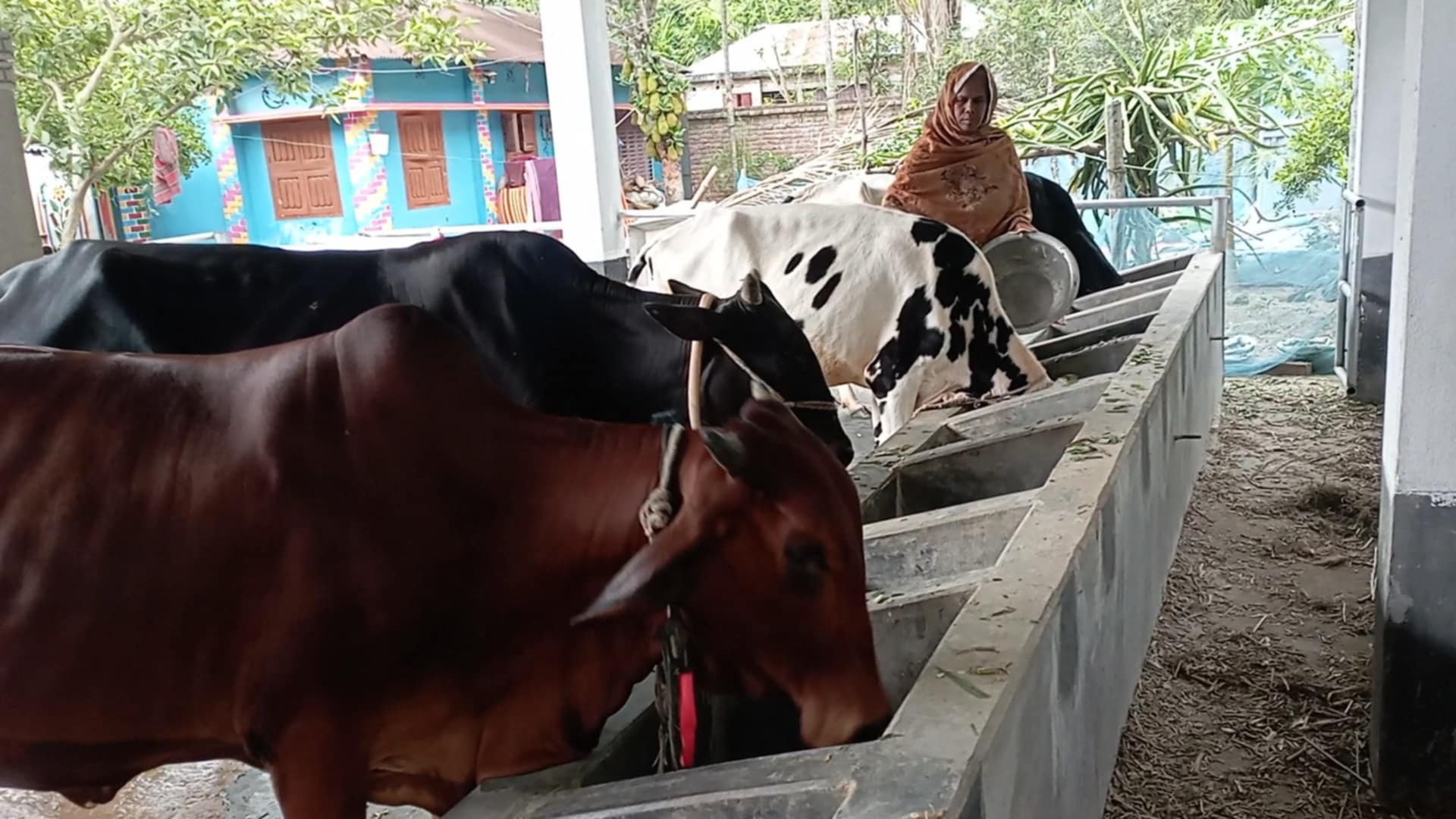 লালপুরে ৩১৫ কোটি টাকার কোরবানির পশু বিক্রির আশা