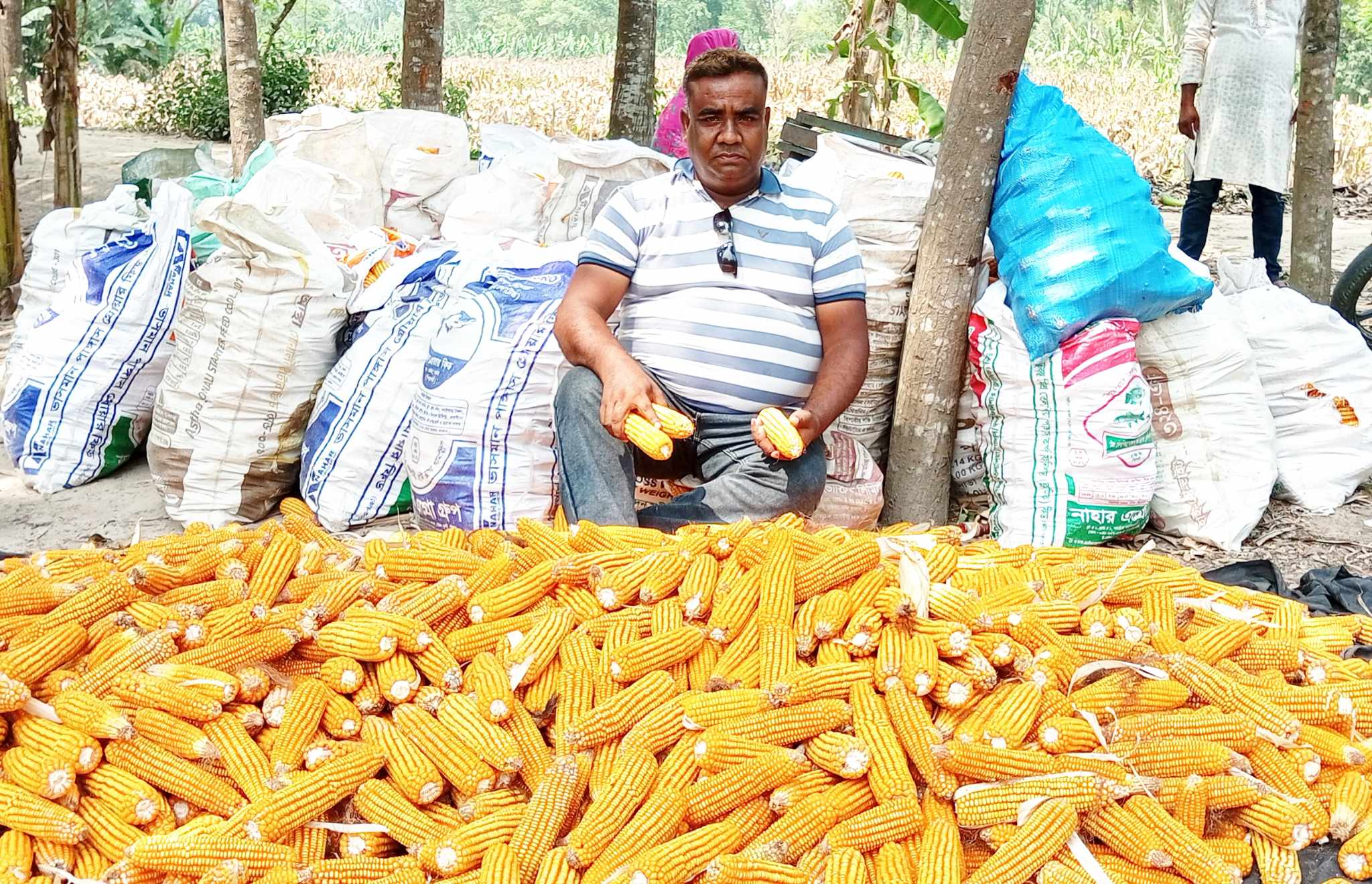 পাঁচবিবিতে আনিছের ভুট্টা চাষে সাফল্য