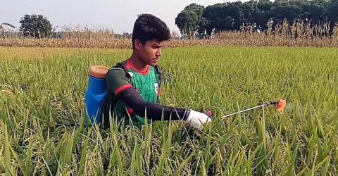 মেহেরপুরে বোরোধান কাটামাড়াইয়ের ব্যস্ততায় কৃষক