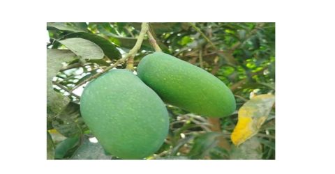 নওগাঁর বদলগাছির ‘নাক ফজলি আম’ জিআই  পণ্যের স্বীকৃতি