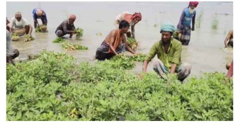 যমুনা নদীতে আকস্মিক পানি বৃদ্ধি, তলিয়ে গেছে বাদামের খেত লোকশানে কৃষক