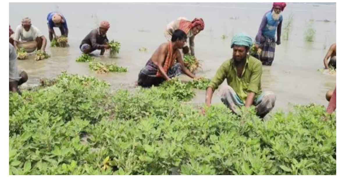 যমুনা নদীতে আকস্মিক পানি বৃদ্ধি, তলিয়ে গেছে বাদামের খেত লোকশানে কৃষক