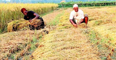 শেরপুরে ধানের বাম্পার ফলন হলেও ন্যায্য মূল্য না পাওয়ায় দুশ্চিন্তায় কৃষক