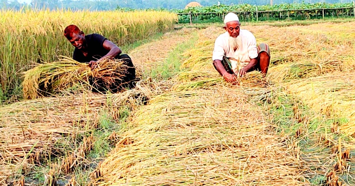 শেরপুরে ধানের বাম্পার ফলন হলেও ন্যায্য মূল্য না পাওয়ায় দুশ্চিন্তায় কৃষক