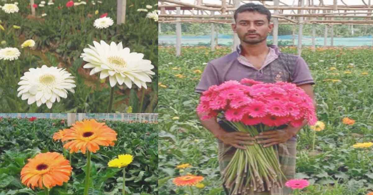ঝিনাইদহে বিদেশি ফুলের চাষ করে প্রথম বছরে বাজিমাত করলেন প্রবাসী