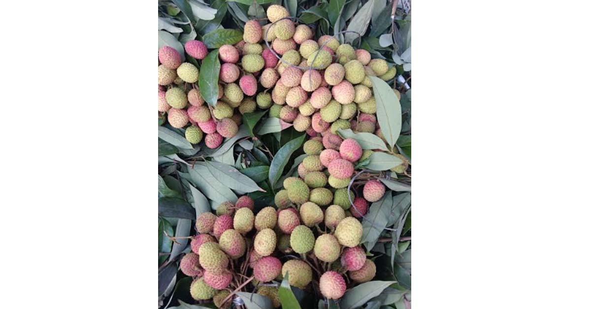 মেহেরপুরে লিচু চাষি ও ব্যবসায়ীদের মাথায় হাত