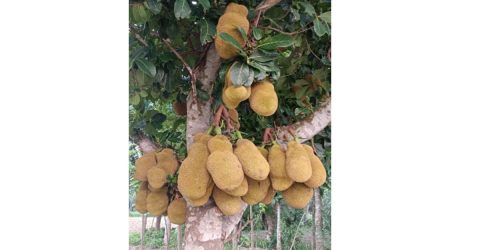 গাছে গাছে ঝুলছে অসংখ্য জাতীয় ফল