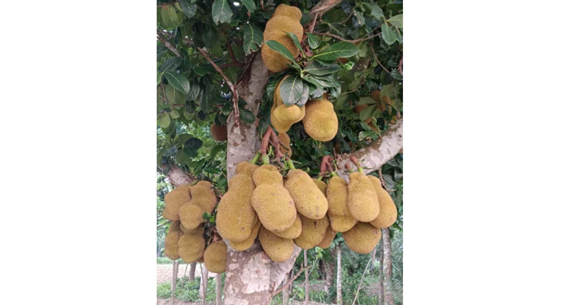 গাছে গাছে ঝুলছে অসংখ্য জাতীয় ফল
