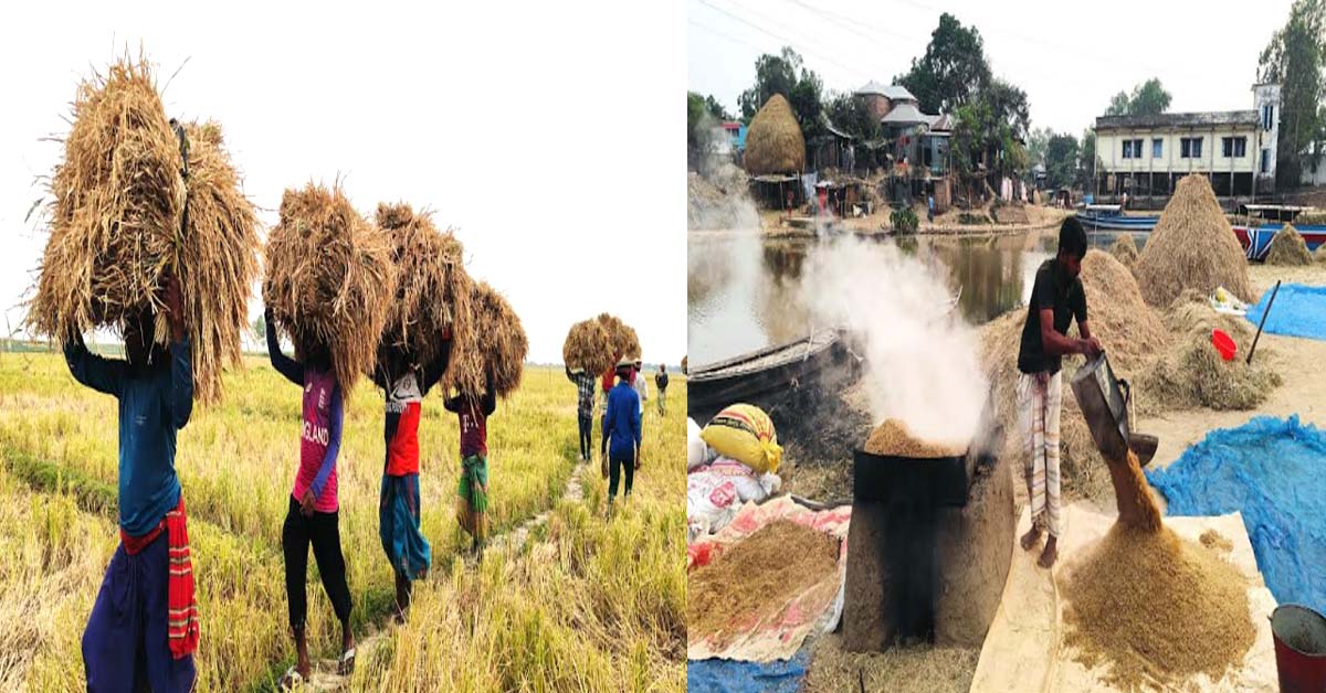 চলনবিলে সোনালী স্বপ্ন ঘরে তুলতে ব্যস্ত কৃষকরা