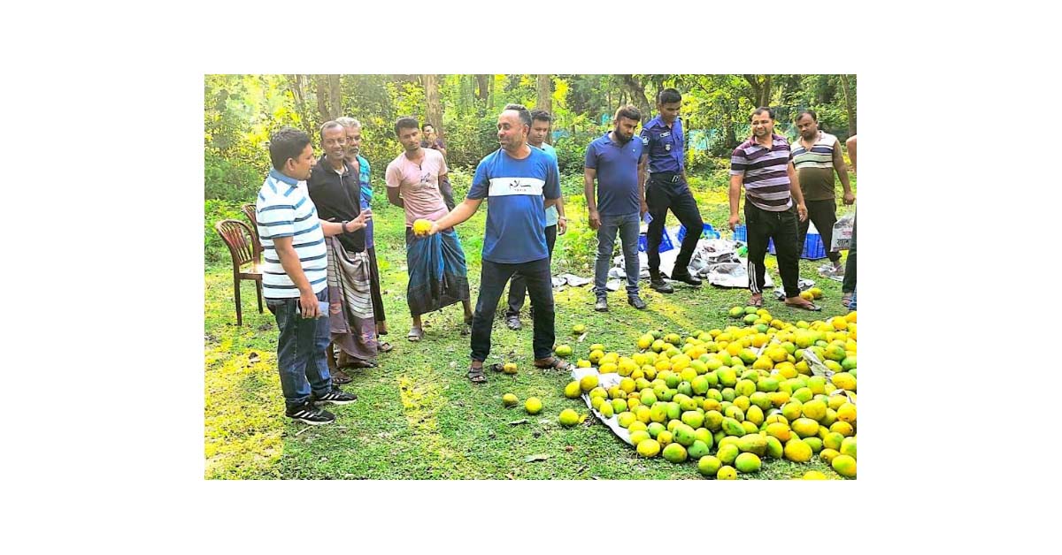 দেবহাটায় ইউএনওর অভিযানে ক্যামিক্যাল মিশানো ৫০ ক্যারেট আম জব্দ