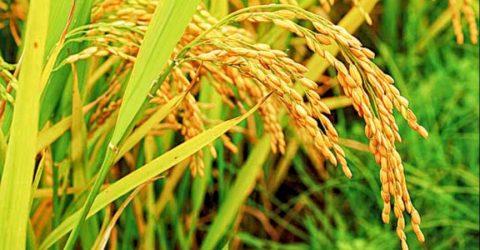 সাঘাটায় বোরো ধান কাটায় ব্যস্ত দিন পার করছে কৃষকরা