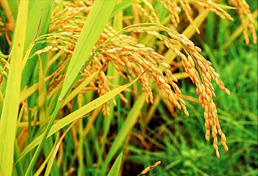 সাঘাটায় বোরো ধান কাটায় ব্যস্ত দিন পার করছে কৃষকরা