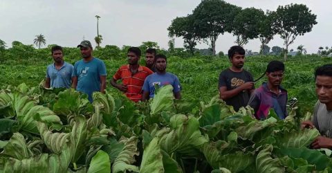 ঝিনাইদহে ইটভাটা থেকে নির্গত গ্যাসে জমির ফসল নষ্ট