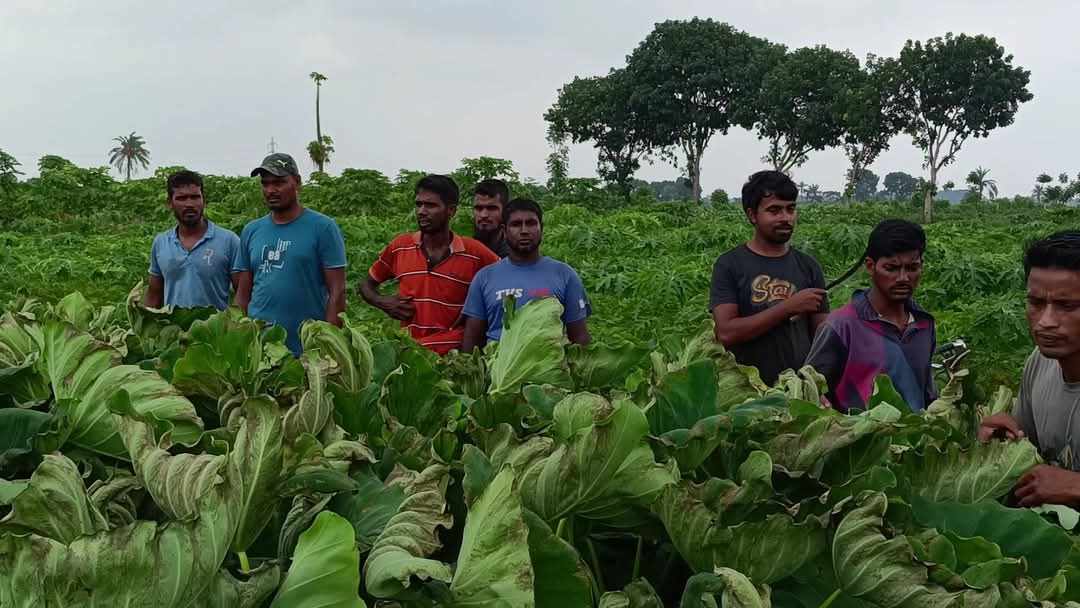 ঝিনাইদহে ইটভাটা থেকে নির্গত গ্যাসে জমির ফসল নষ্ট