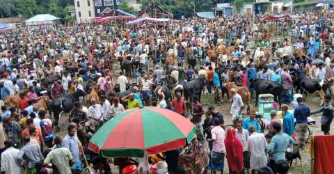 ঈদকে সামনে রেখে কুরবানীর পশুর জমজমট হাট