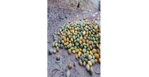 ভোলাহাটে বাদুড় খেকো ও পঁচা আম যাচ্ছে জুস ফ্যাক্টরিতে