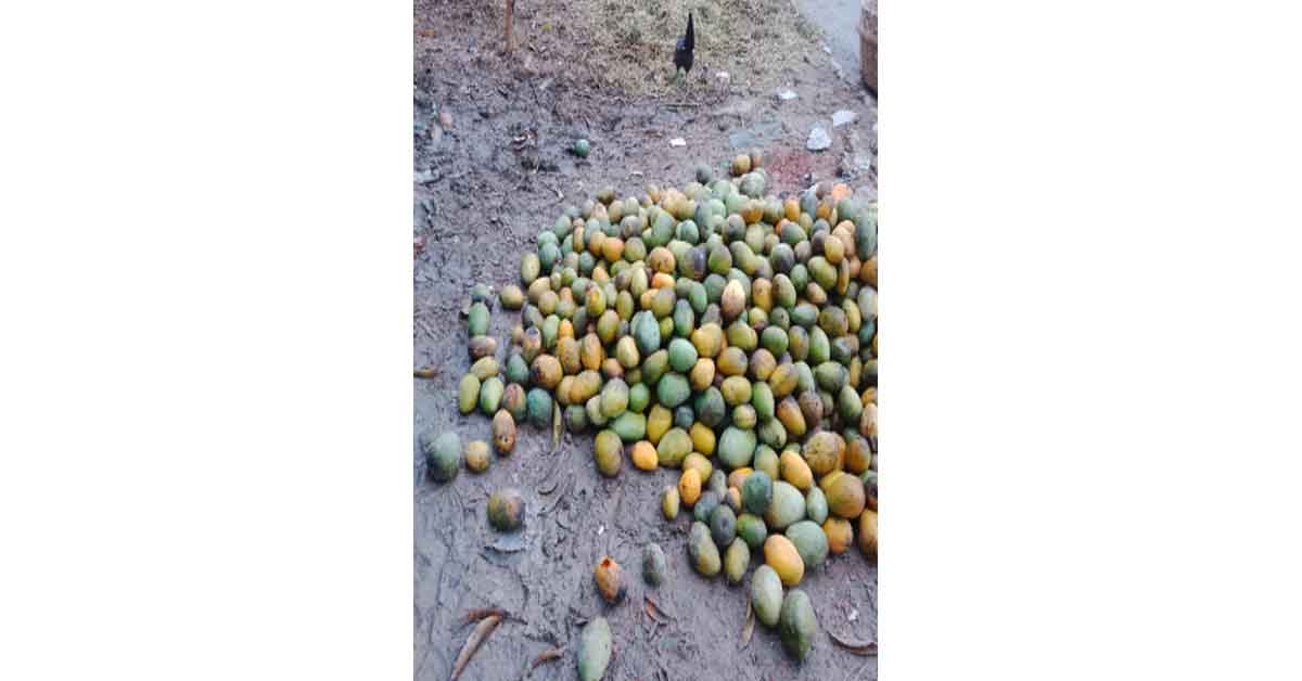 ভোলাহাটে বাদুড় খেকো ও পঁচা আম যাচ্ছে জুস ফ্যাক্টরিতে
