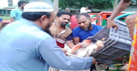 বগুড়া কাহালুতে নিষিদ্ধ মাছ পিরানহা চাষ বন্ধে অভিযান পরিচালনা করেন‌এবং বিপুল পরিমাণ মাছ জব্দ করেন এবং বিভিন্ন এতিমখানাতে বিতরন‌ করেন