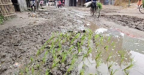 ভোলাহাটে রাস্তা সংস্করণে ধানের চারা লাগিয়ে প্রতিবাদ