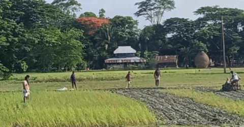 বরগুনার আমতলীতে ফসলি জমি জোরপূর্বক দখল চেষ্টা আদালতে মামলা