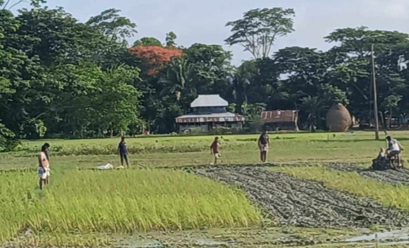বরগুনার আমতলীতে ফসলি জমি জোরপূর্বক দখল চেষ্টা আদালতে মামলা