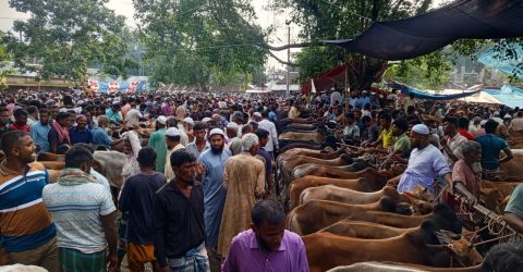 কুড়িগ্রামে ক্রেতাশূন্য পশুর হাট, দুশ্চিন্তায় বিক্রেতারা