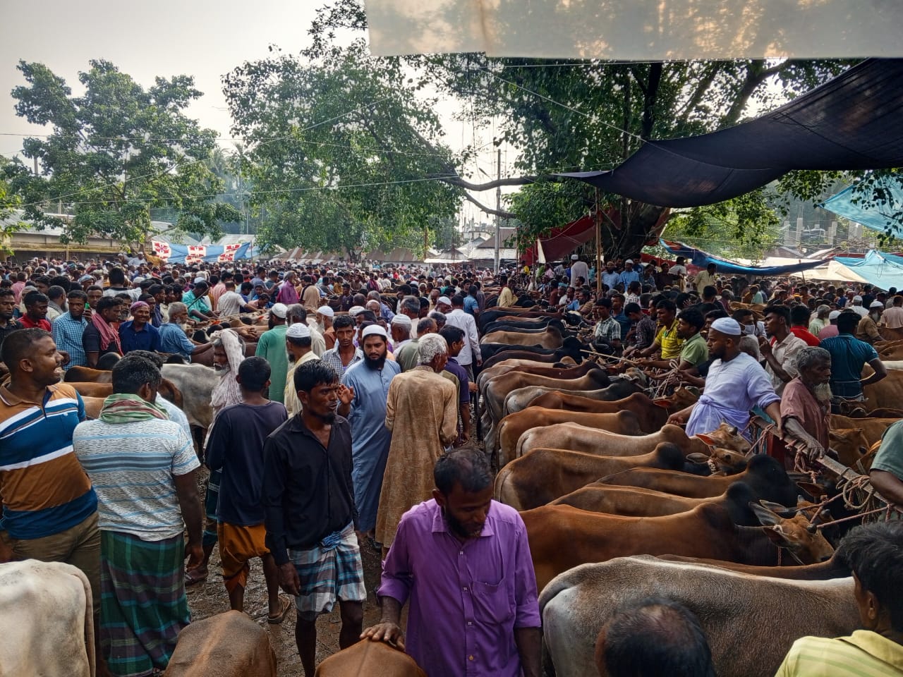কুড়িগ্রামে ক্রেতাশূন্য পশুর হাট, দুশ্চিন্তায় বিক্রেতারা