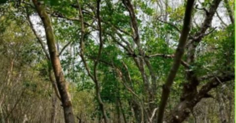 জলবায়ু পরিবর্তনের কারনে হুমকির মুখে সুন্দরবন