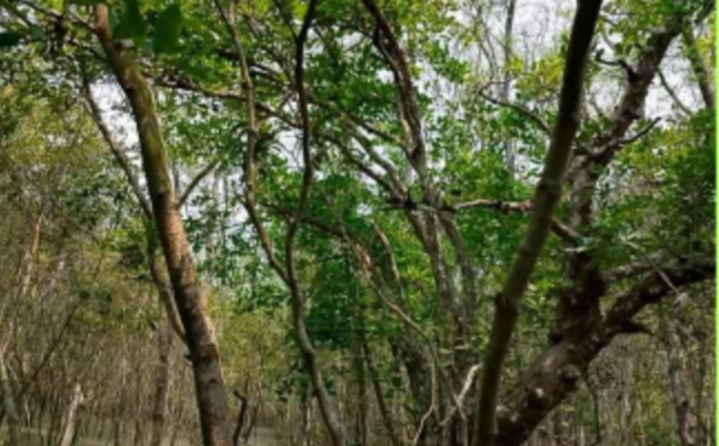 জলবায়ু পরিবর্তনের কারনে হুমকির মুখে সুন্দরবন
