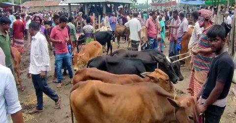 নওগাঁর পশুর হাটগুলোতে আদায় হচ্ছে নির্ধারিত খাজনা