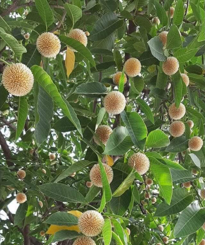 হারিয়ে যেতে বসেছে সৌন্দর্যের প্রতিক বর্ষার কদম ফুল