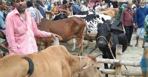 কাশিয়ানীতে শেষ মুহূর্তে জমে উঠেছে কোরবানির পশুর হাট