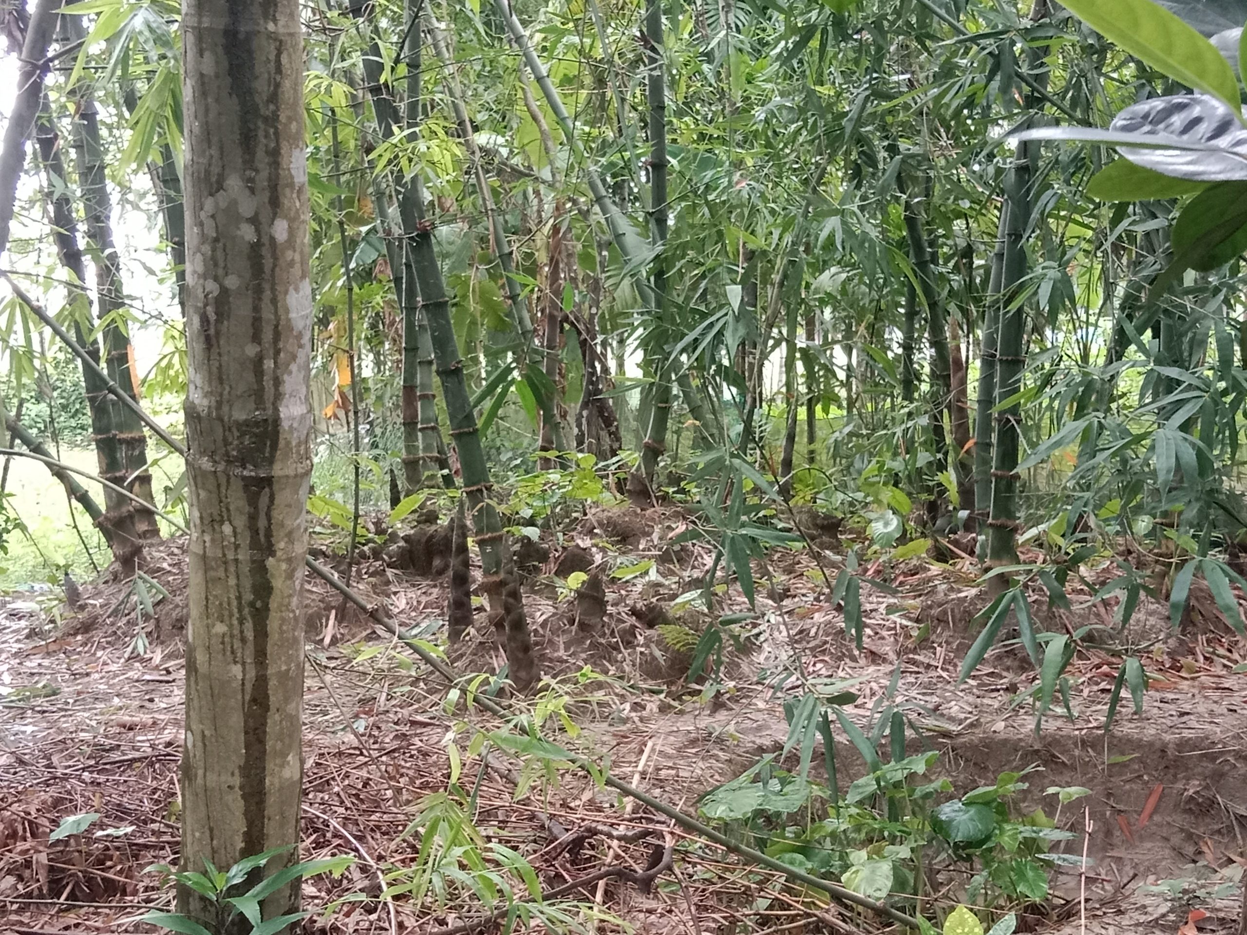 কেন্দুয়ায় জমি সংক্রান্ত জেরে হামলা, মারধর ও লুটপাটের ঘটনায় থানায় অভিযোগ
