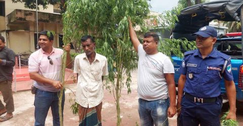 ঝিনাইদহে দুই টা গাঁজার গাছ আটক ১ জন