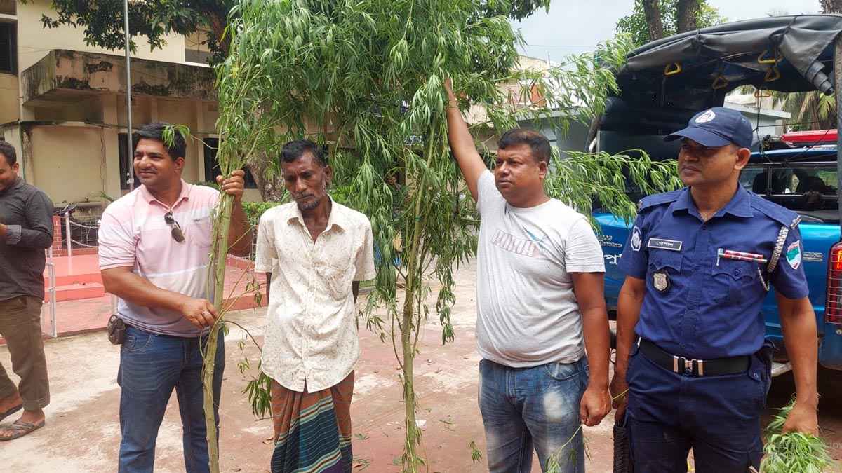 ঝিনাইদহে দুই টা গাঁজার গাছ আটক ১ জন