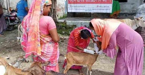 শ্যামনগরে গবাদী প্রাণীর ভ্যাক্সিনেশন ক্যাম্পের