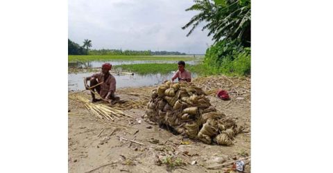 কিশোরগঞ্জের তাড়াইলে পাট আবাদে লক্ষ্যমাত্রা অর্জন হয়নি