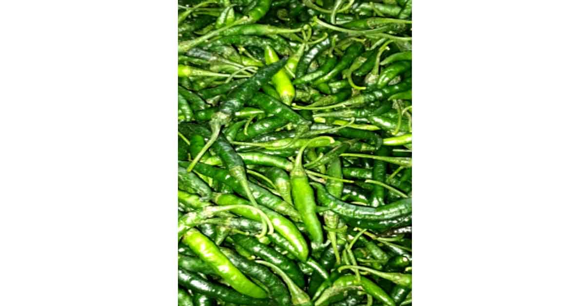 হতাশ চাষী মধুখালীতে কাঁচা মরিচের ঝাল নিম্নগতী প্রতি কেজি ১২৫টাকা