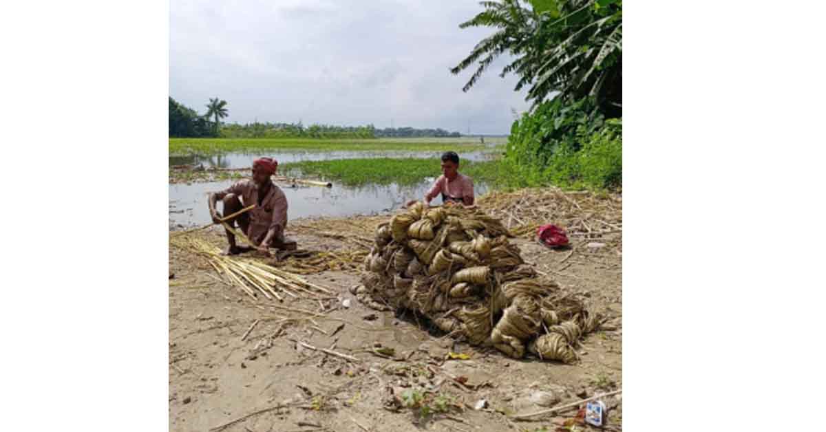 কিশোরগঞ্জের তাড়াইলে পাট আবাদে লক্ষ্যমাত্রা অর্জন হয়নি